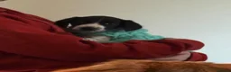 Sprocker dogs for sale: Cocker x springer(sprocker) - Advert 10