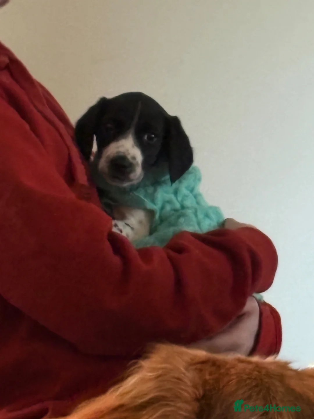 Sprocker dogs for sale: Cocker x springer(sprocker) - Advert 10