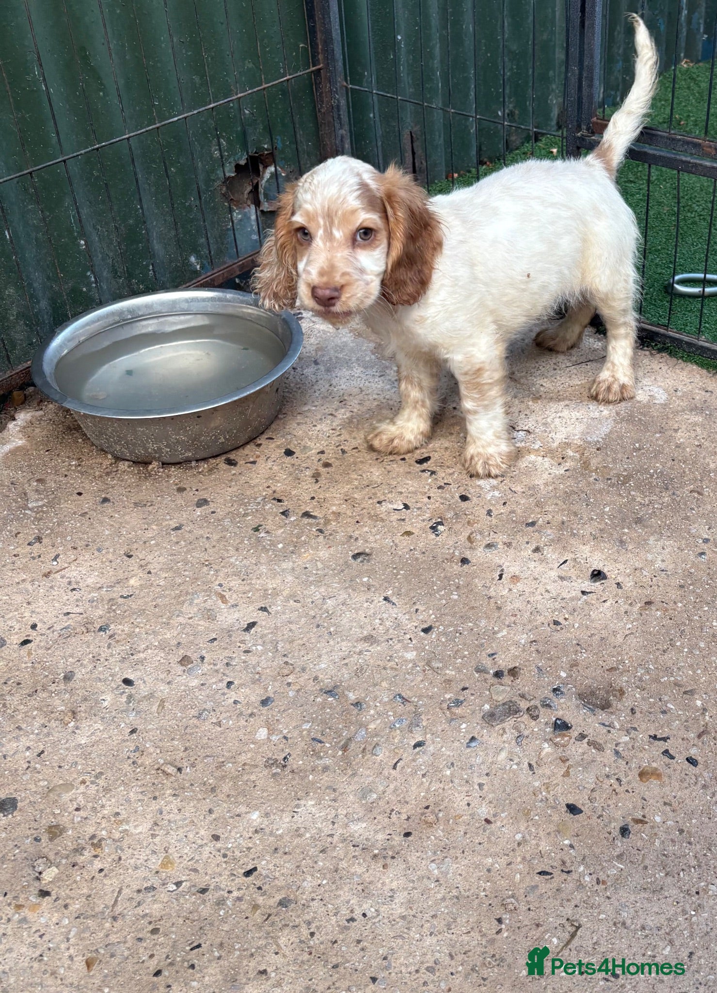 Cocker Spaniel dogs 1 roaned boy left  - Advert 2