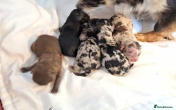 Chihuahua dogs for sale: Stunning Long Coat Chihuahua Puppies  - Image 9