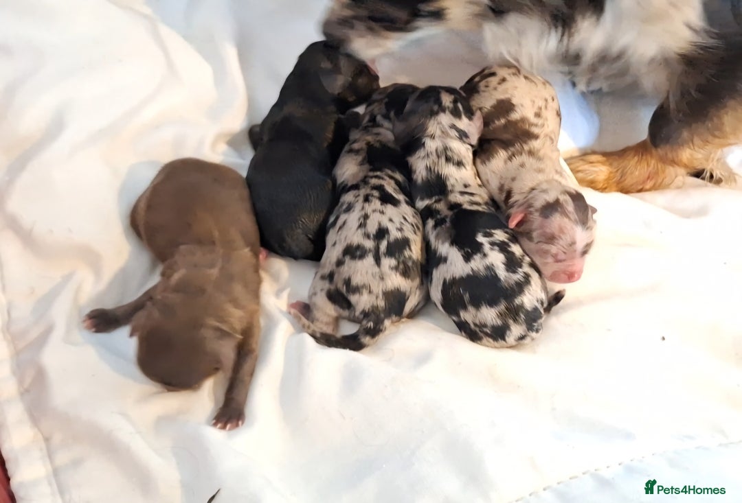 Chihuahua dogs for sale: Stunning Long Coat Chihuahua Puppies  - Image 9