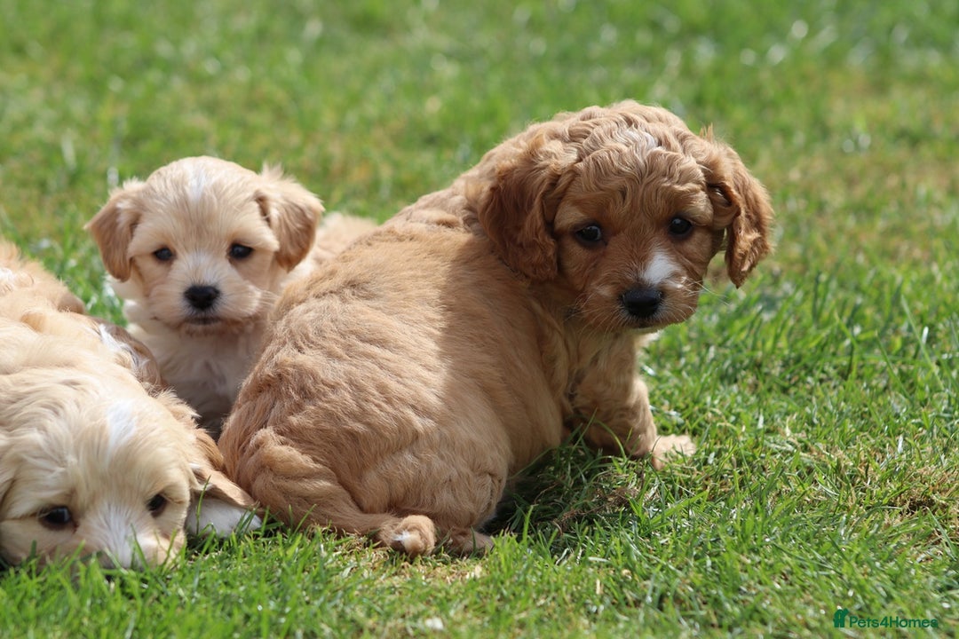 Cavapoochon dogs for sale: Beautiful Cavapoochon puppies for sale - Image 17