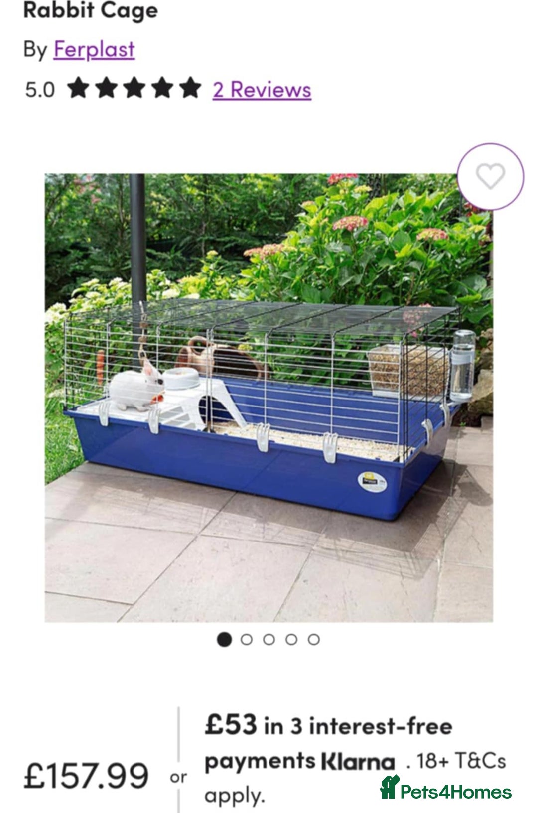 Mini Lop rabbits for sale: Mini loop boy - Image 2