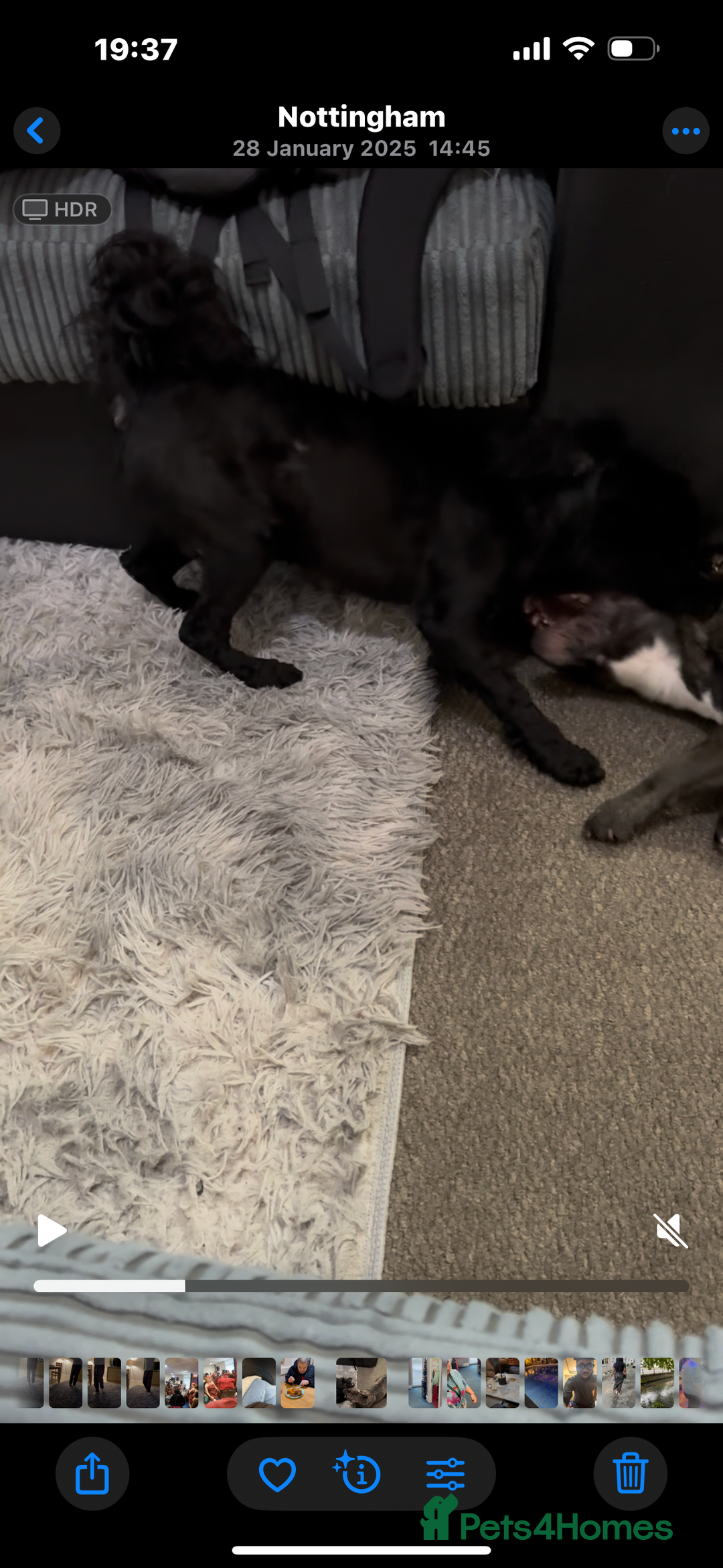 Mixed Breed dogs for sale: Shih tzu/3/4 French bulldog -1/4 Stafford  - Advert 1