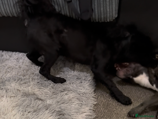 Mixed Breed dogs Shih tzu/3/4 French bulldog -1/4 Stafford - Advert 1