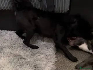 Mixed Breed dogs 3 shih poo-3/4 French bulldog-1/4 Stafford left - Advert 14