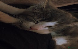Domestic Shorthair cats for sale: Grey and white male - Image 1