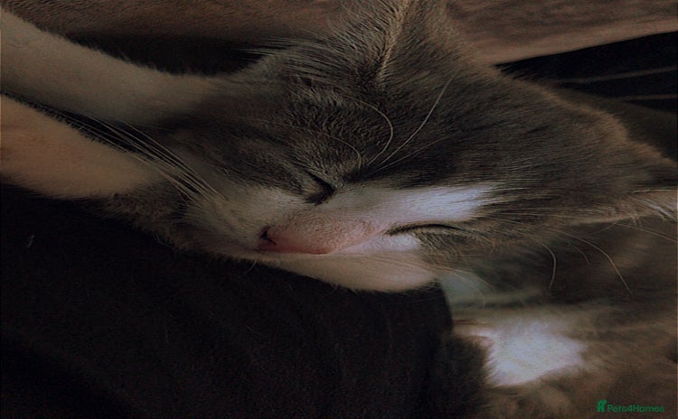 Domestic Shorthair cats - Advert 1