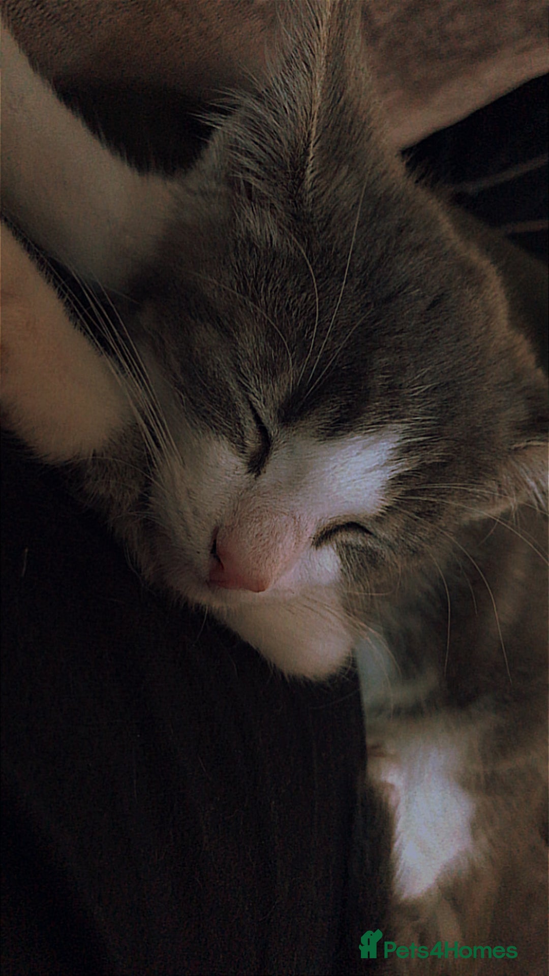 Domestic Shorthair cats for sale: Grey and white male - Image 1