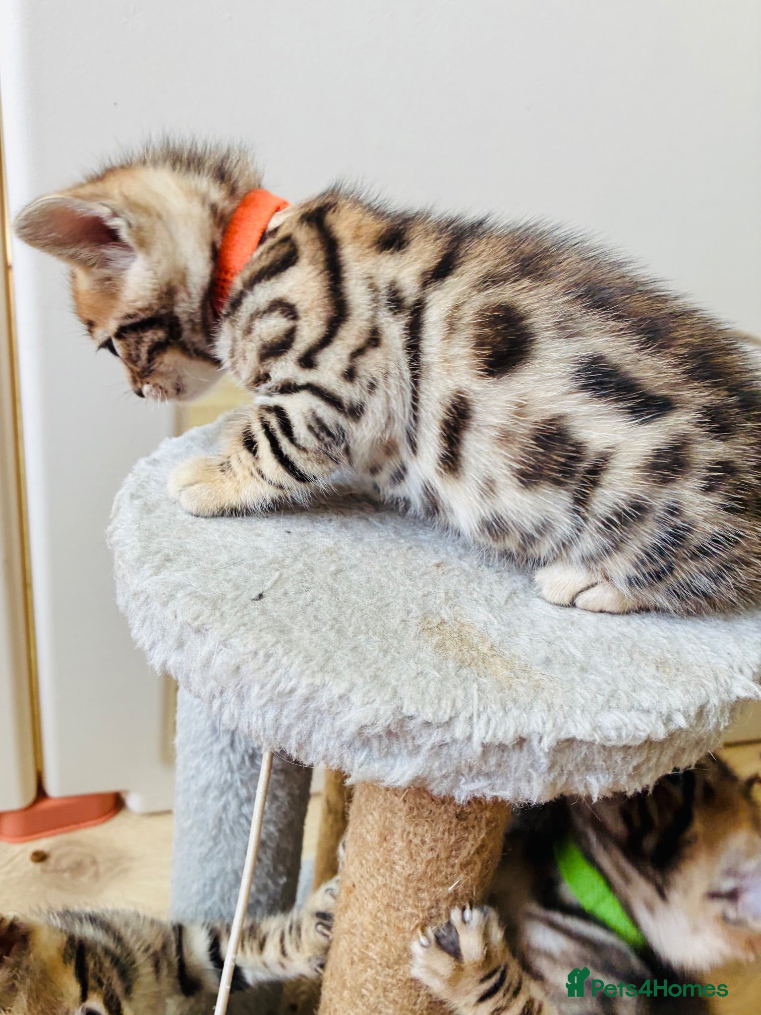 Bengal cats Stunning Bengal Kittens  - Advert 1