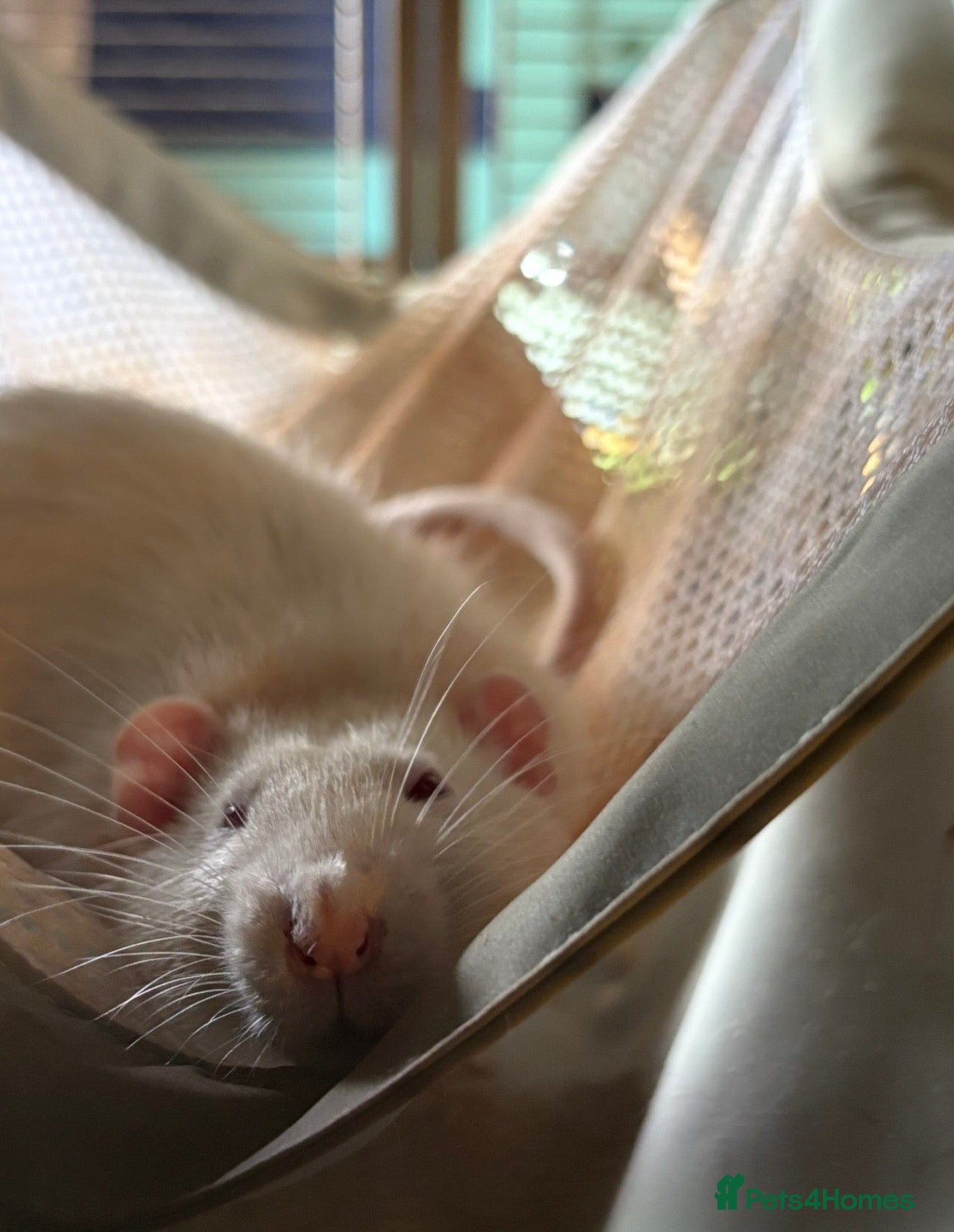 Rat rodents Rat rehoming situation  - Advert 1