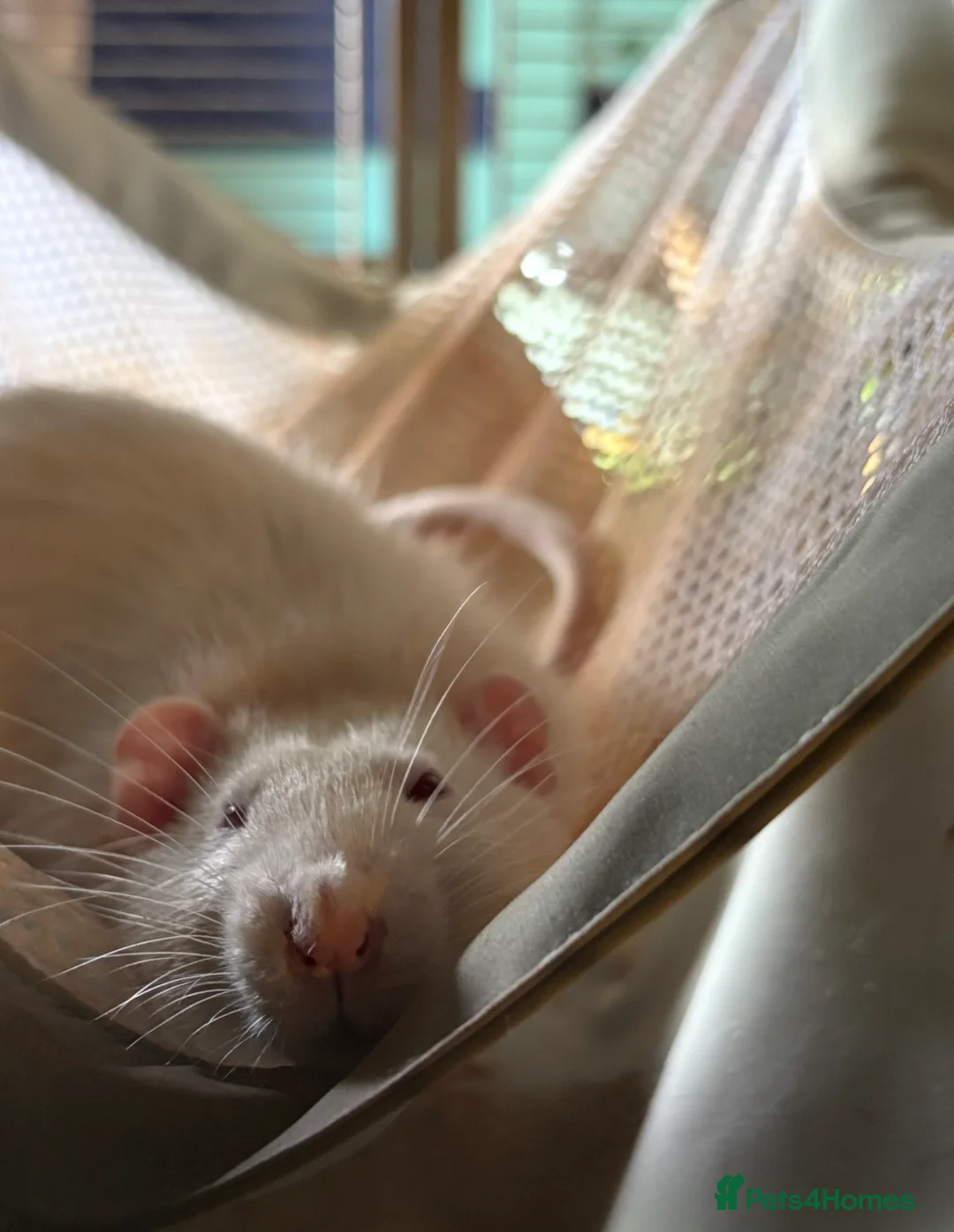 Rat rodents for sale: Rat rehoming situation  - Advert 1