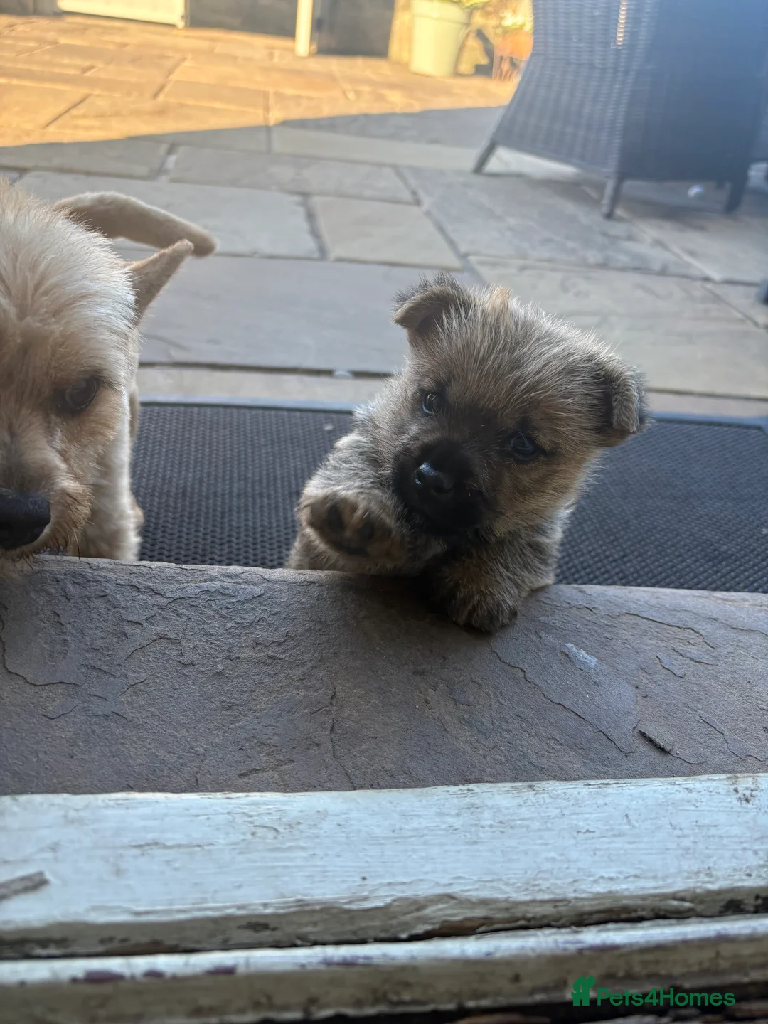 Norwich Terrier dogs for sale: Norwich terrier puppy  - Advert 2