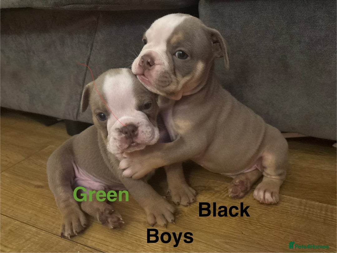 Olde English Bulldogge dogs for sale: Olde English bulldogs puppies  - Image 16