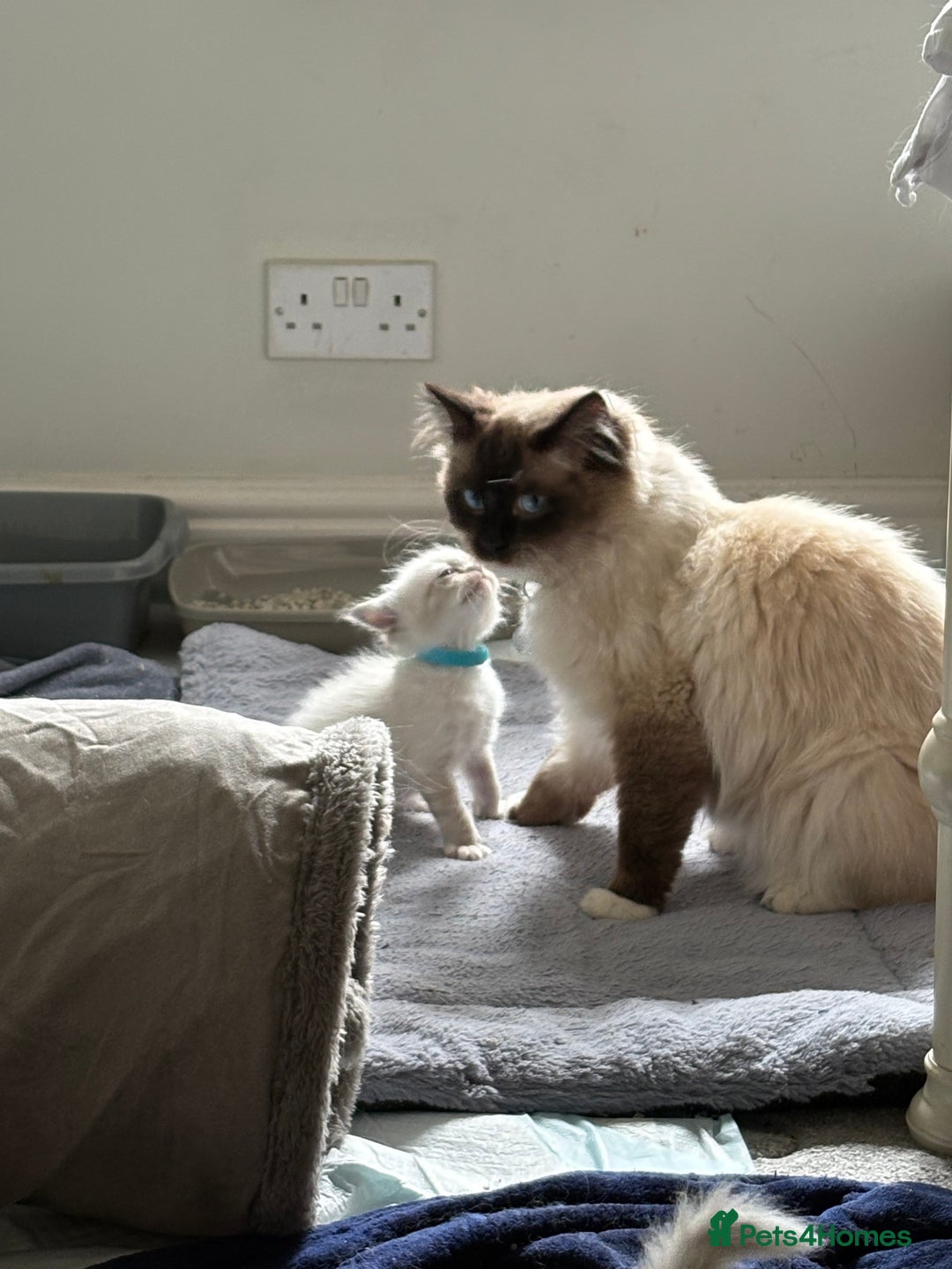 Ragdoll cats for sale: 4 Beautiful Female Ragdoll kittens for sale  - Image 14
