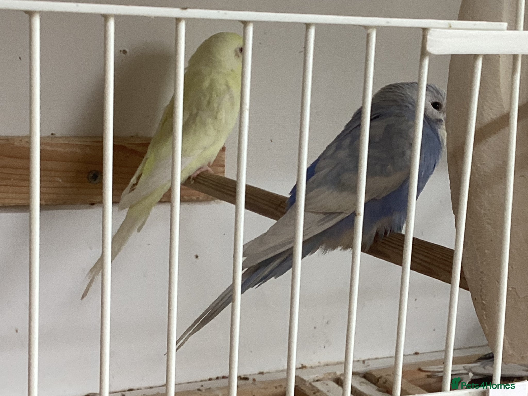Budgerigars birds New baby budgies ready now - Advert 2