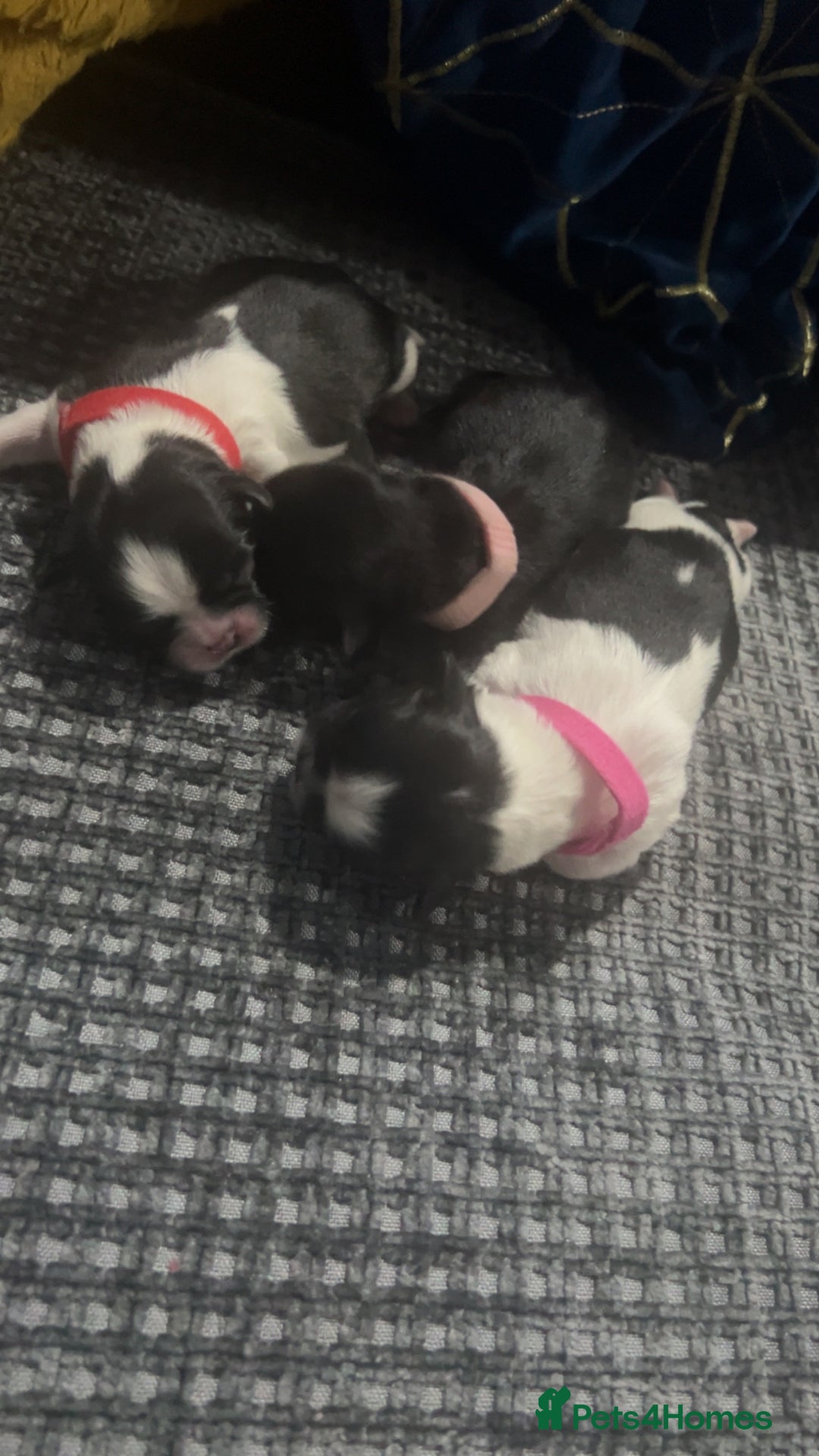 Shih Tzu dogs for sale: Shih tzu puppies  - Image 4