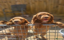 Cocker Spaniel dogs for sale: Health tested working cocker spaniels  - Image 1
