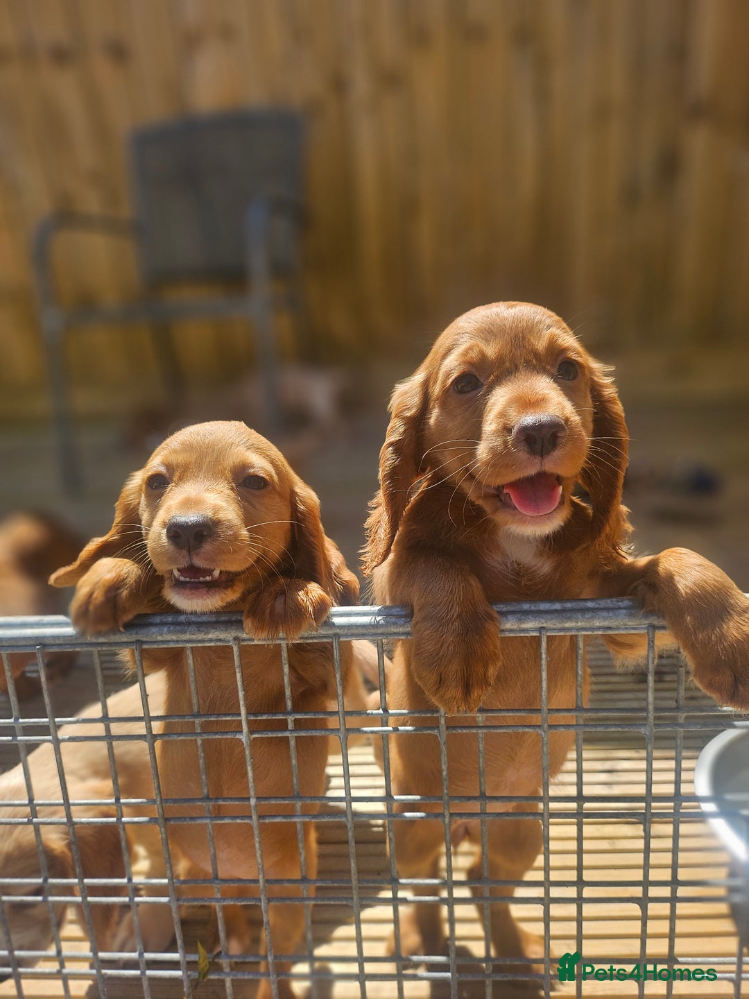 Cocker Spaniel dogs for sale: Health tested working cocker spaniels  - Image 1