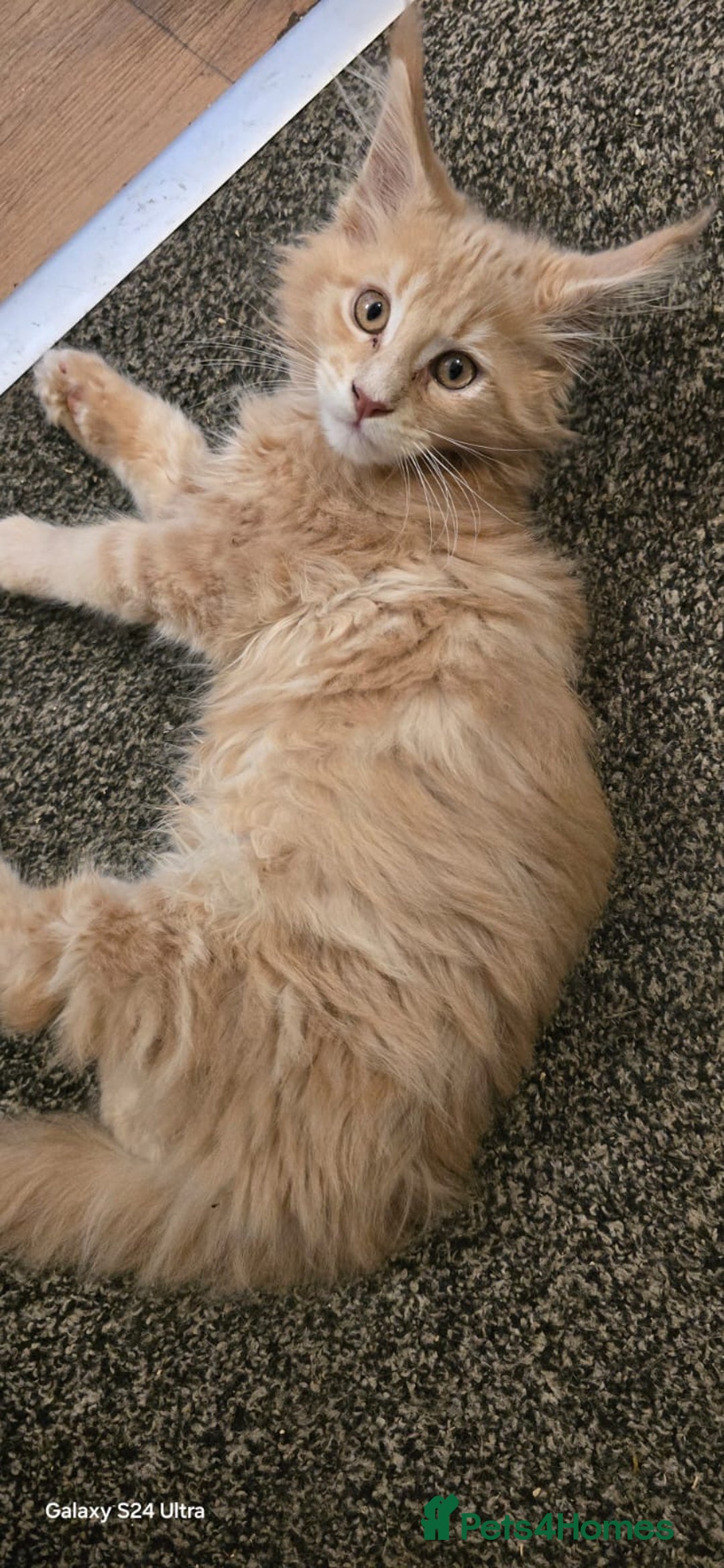 Maine Coon cats for sale: 8 month old Maine coon  - Advert 6