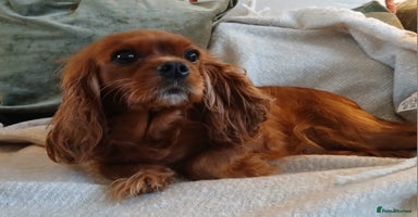 Cavalier King Charles Spaniel dogs Female Cavalier King Charles 3yrs 1 month  - Advert 3