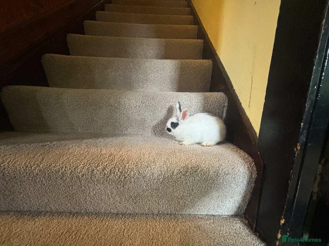 Mixed Breed rabbits for sale: Dwraf bunnies for sale  - Advert 13