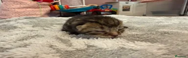 British Shorthair 3