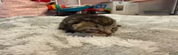 British Shorthair cats for sale: PLEASE READ ADVERT LAST TWO FEMALE KITTEN’S LEFT  - Advert 35
