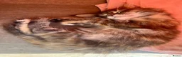 Maine Coon cats for sale: Beautiful Half Maine coon kittens  - Advert 15