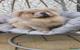 Chow Chow dogs for stud: outstanding chow chow stud in Wednesbury - Image 5