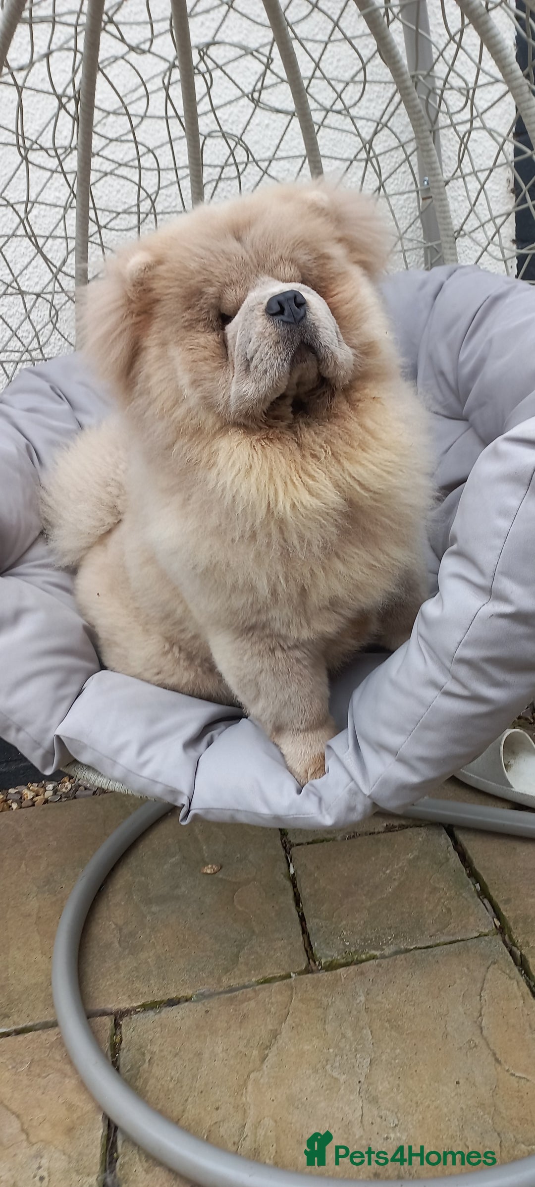 Chow Chow dogs for stud: outstanding chow chow stud in Wednesbury - Image 5