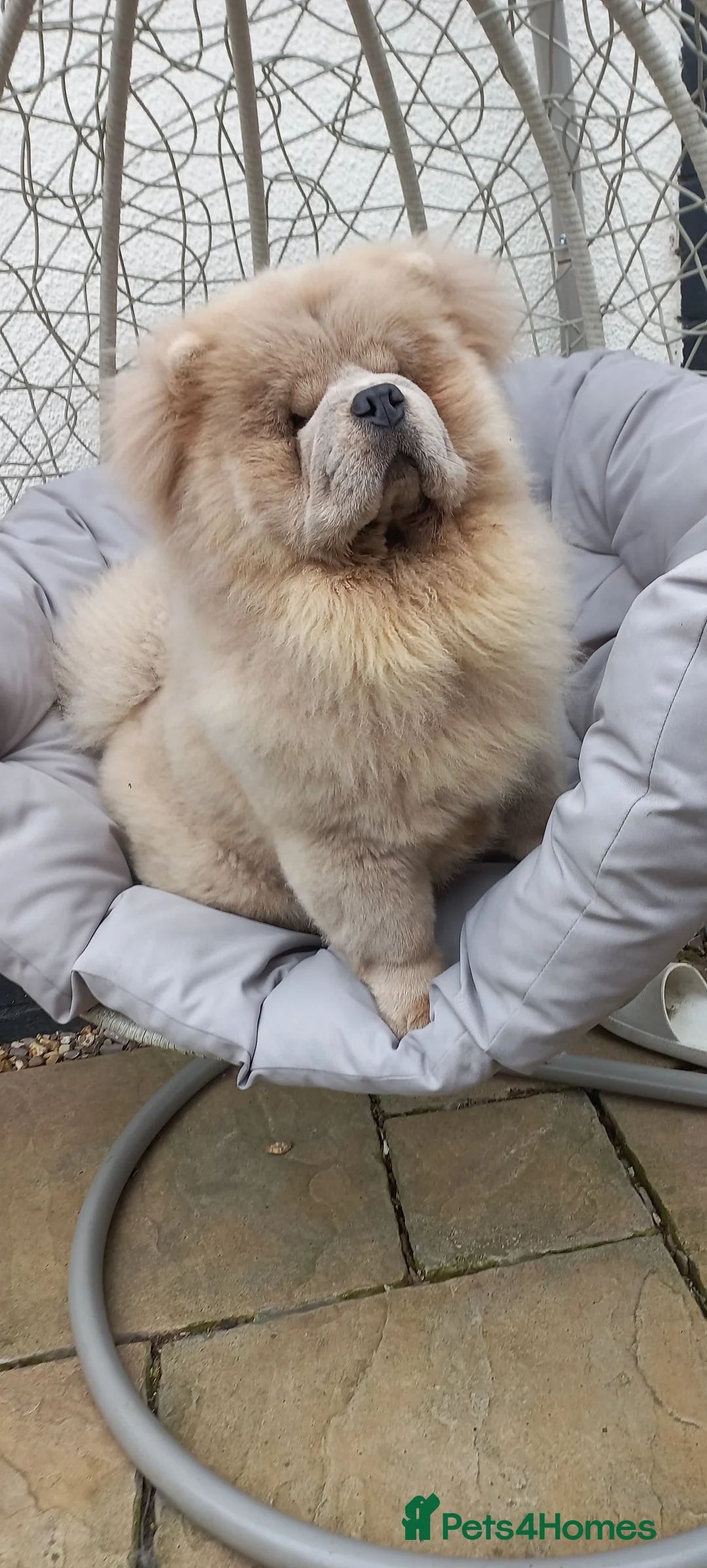 Chow Chow dogs for stud: outstanding chow chow stud in Wednesbury - Advert 5