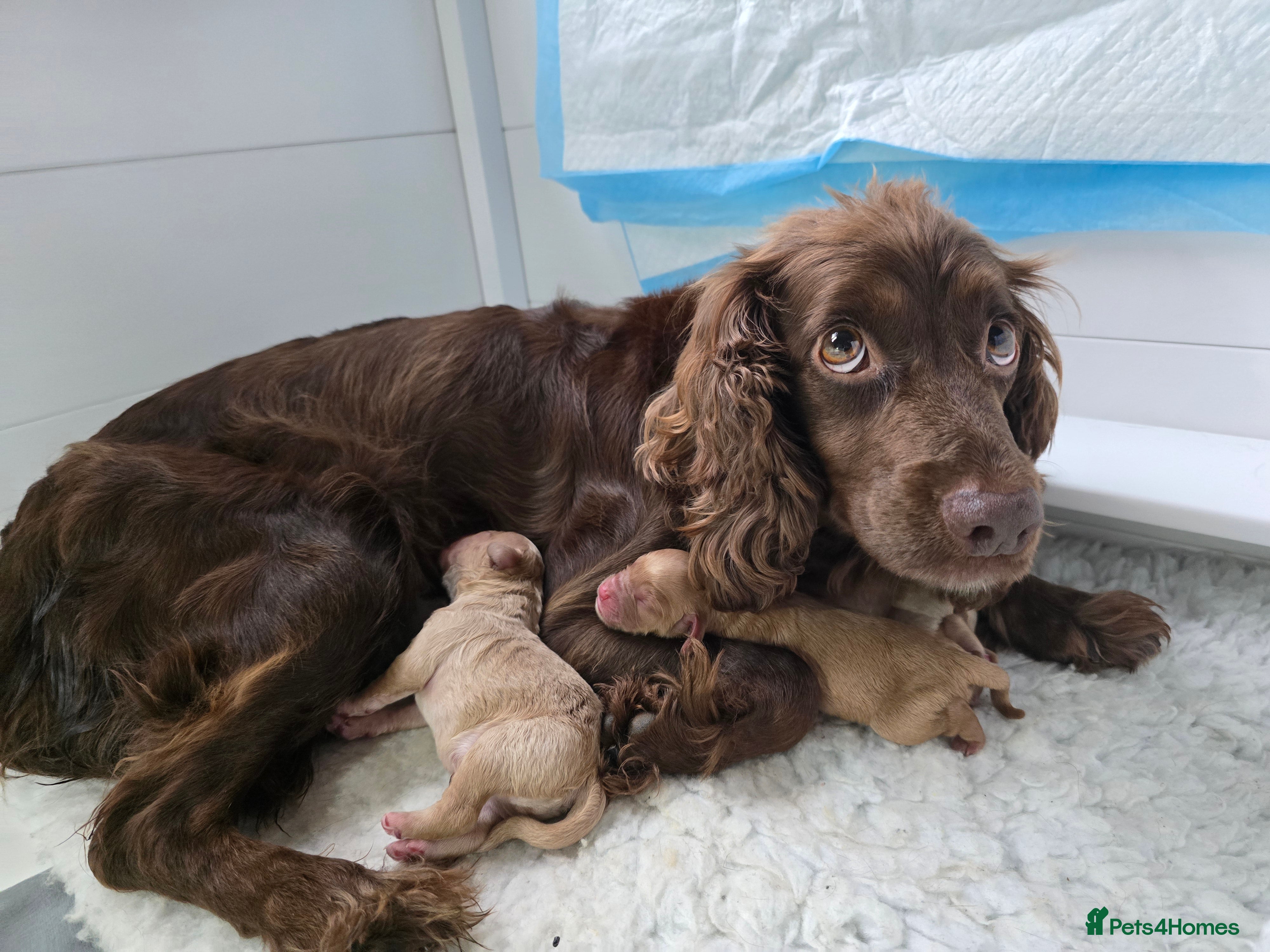 Cockapoo dogs F1 cockapoo puppies for sale - Advert 2