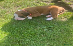Boxer dogs for sale: Stunning Kc Boxer Puppies - Image 23
