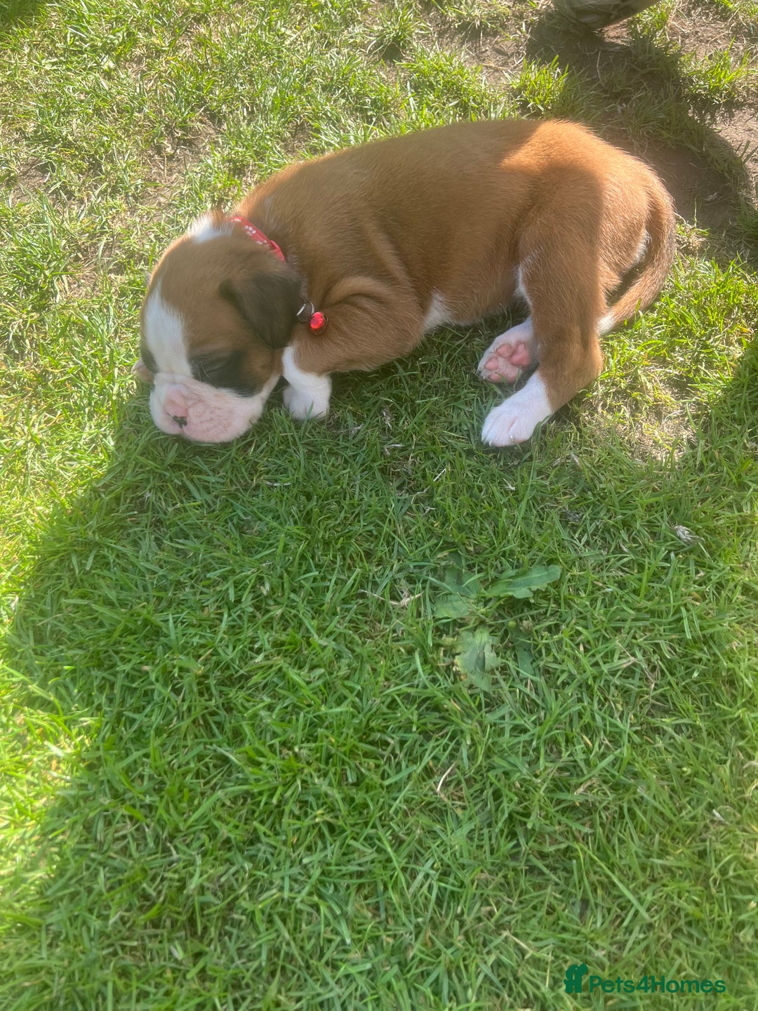 Boxer dogs for sale: Stunning Kc Boxer Puppies - Image 23
