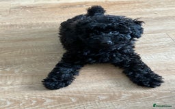 Toy Poodle dogs for sale: Stunning K.C. reg Toy Poodle Puppies - Image 10