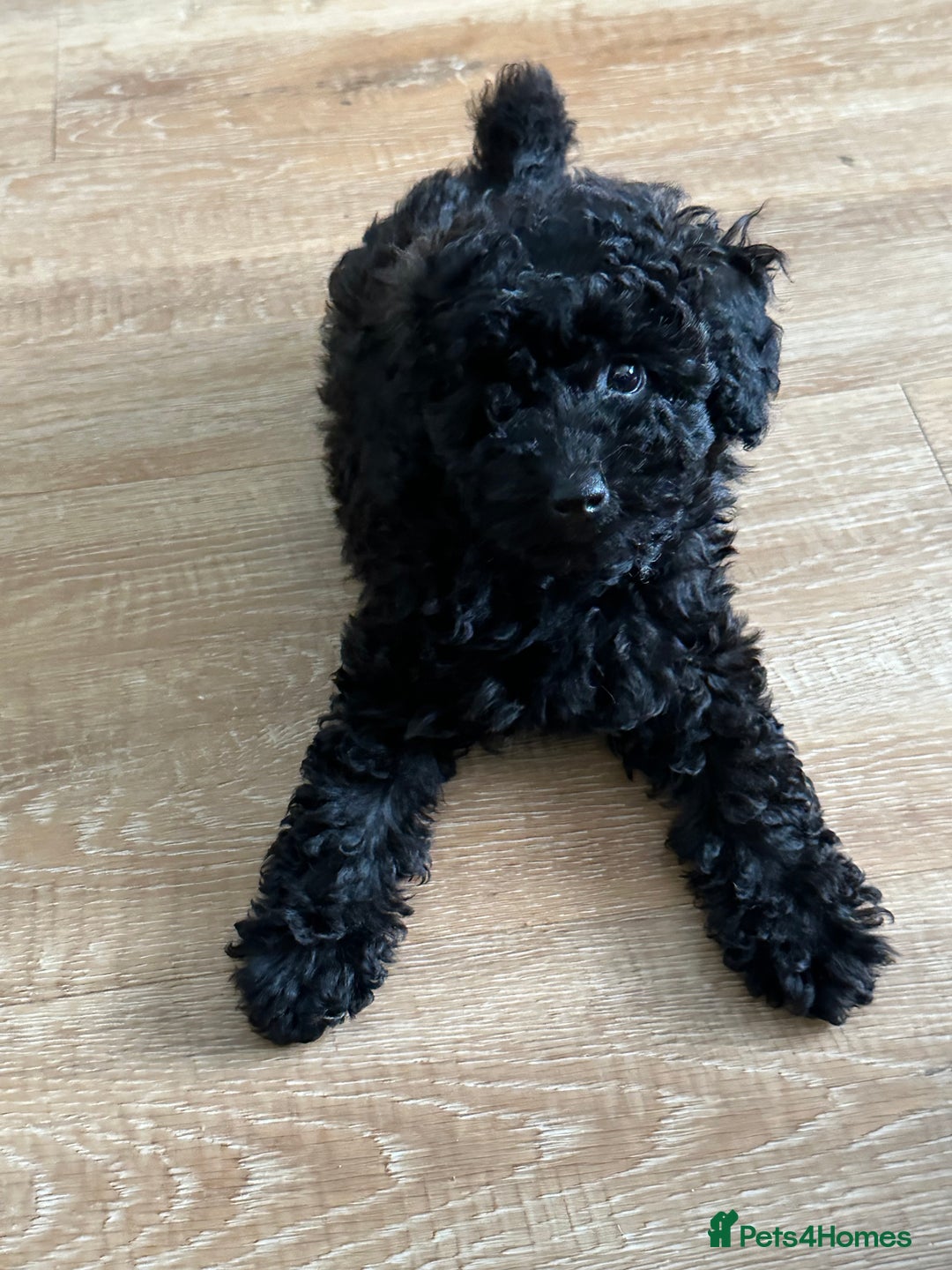 Toy Poodle dogs for sale: Stunning K.C. reg Toy Poodle Puppies - Image 10