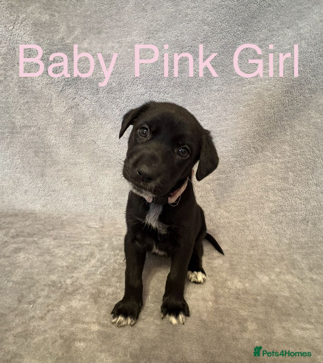 Mixed Breed dogs for sale:  German Shepherd × Dalmatian Puppies  - Advert 4