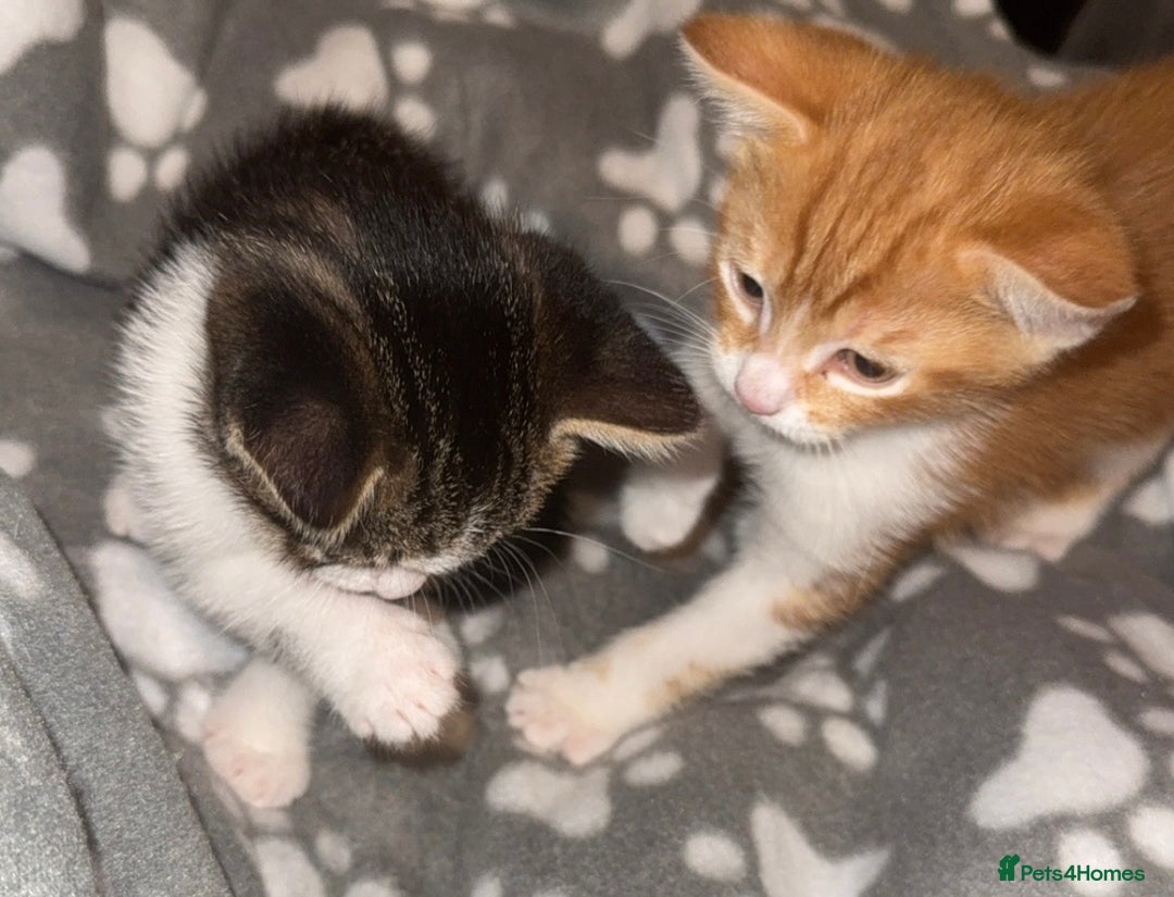 Mixed Breed cats for sale: beautiful kittens  - Advert 5