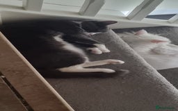 Persian cats for sale: lovely house cats ready for adoption - Image 1