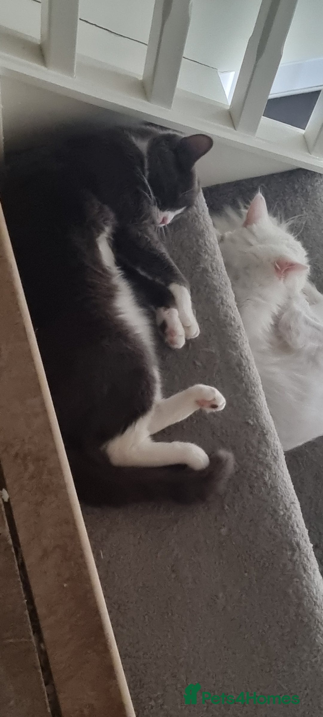 Persian cats for sale: lovely house cats ready for adoption - Image 1