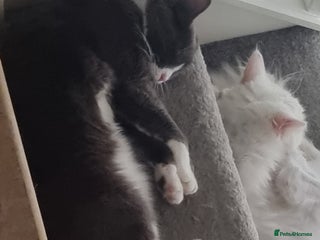 Persian cats - Advert 8