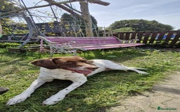 Mixed Breed dogs for sale: I'm looking for a loving home.  - Image 1