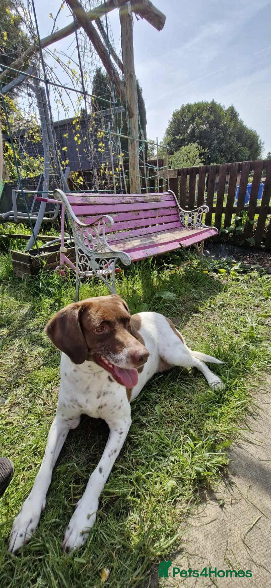 Mixed Breed dogs for sale: I'm looking for a loving home.  - Image 1