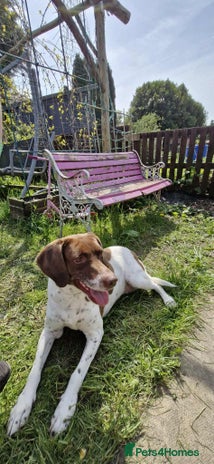 Mixed Breed dogs - Advert 2