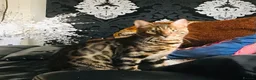 Bengal cats for sale: A Loving Bengal Cat looking for a home, Tica reg in Belvedere - Advert 2