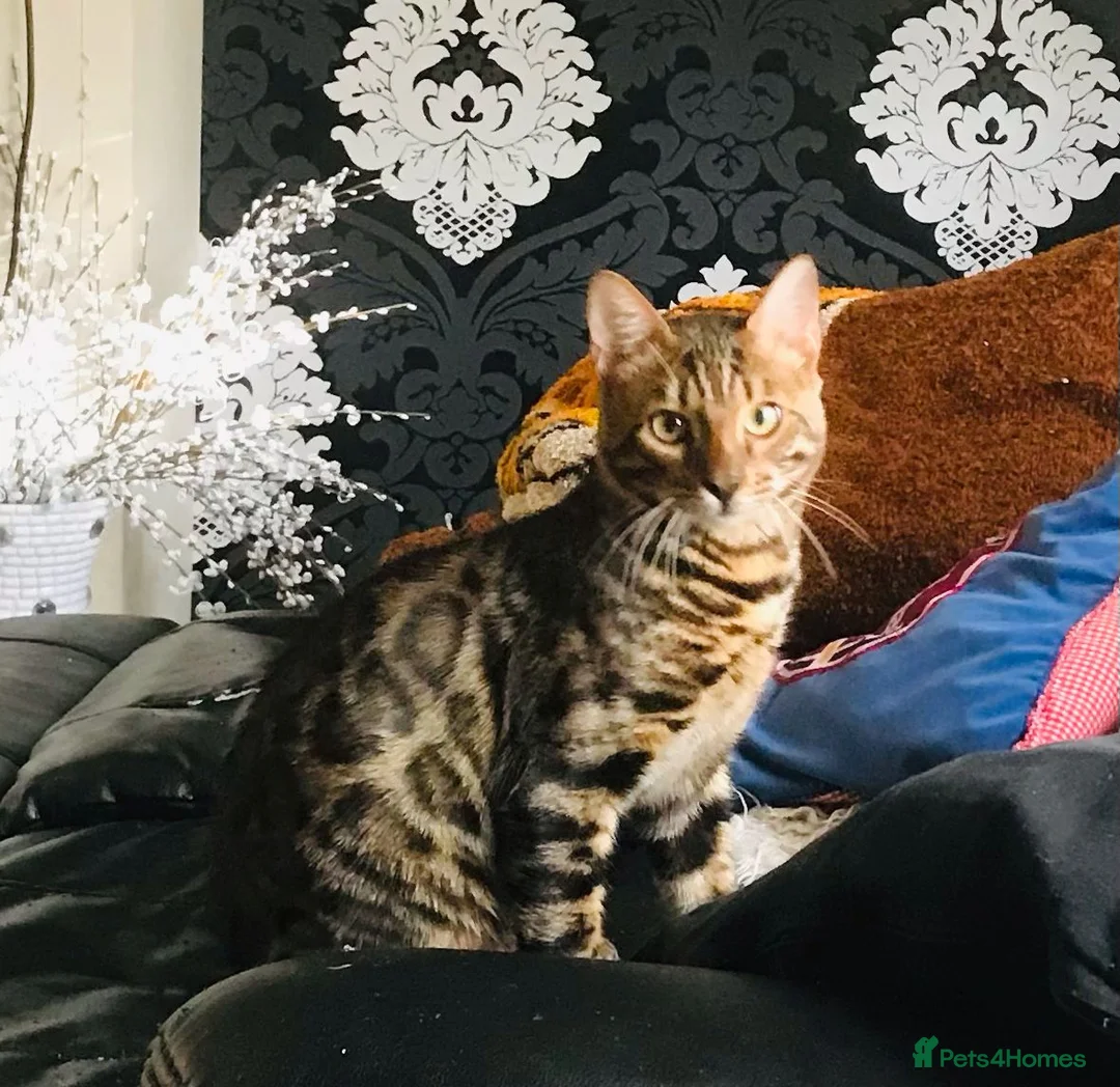 Bengal cats for sale: A Loving Bengal Cat looking for a home, Tica reg in Belvedere - Advert 2