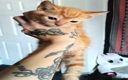 Domestic Shorthair cats for sale: 7 female kittens- 5 black and 1 ginger, one patchy - Image 7
