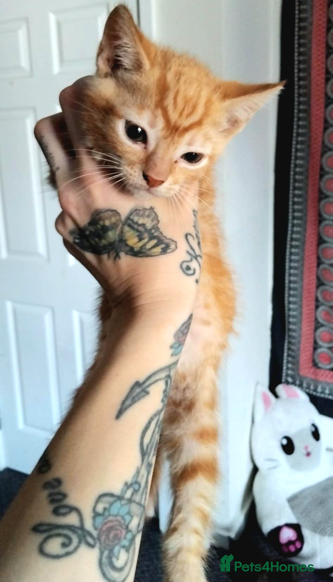 Domestic Shorthair cats for sale: 7 female kittens- 5 black and 1 ginger, one patchy - Image 7