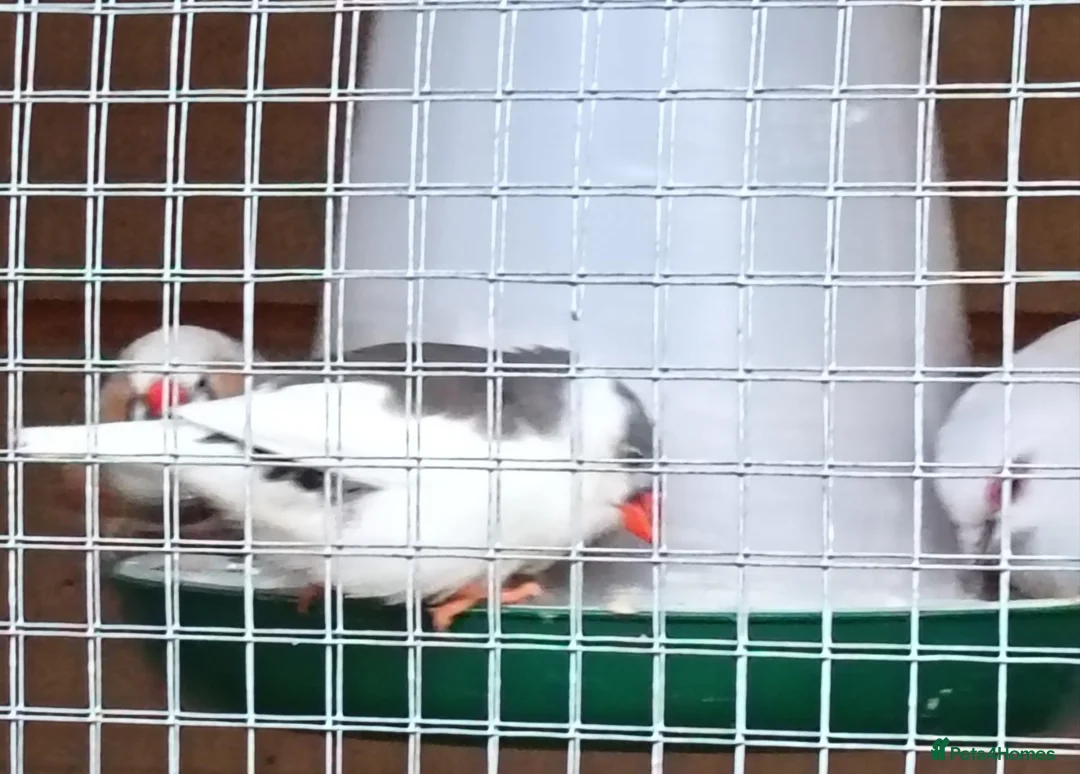 Finches birds for sale: Zebra finches  in Downham Market - Advert 2